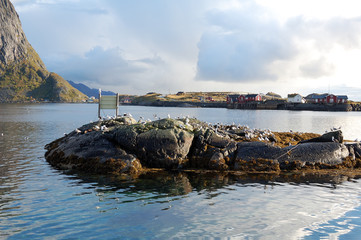 Colonia di Uccelli - Isole Lofoten