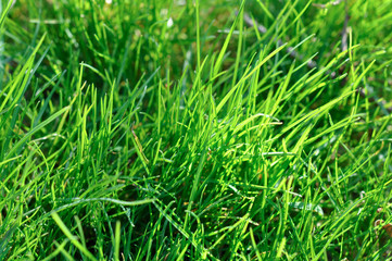 Grüne Gräser