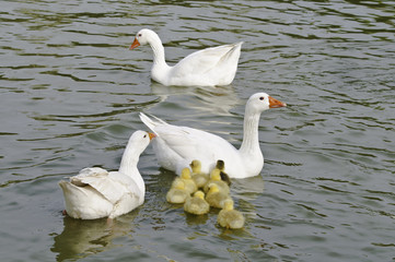 Familia de ocas