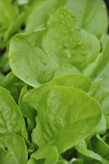 Laitue Batavia