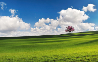 Spring in the fields