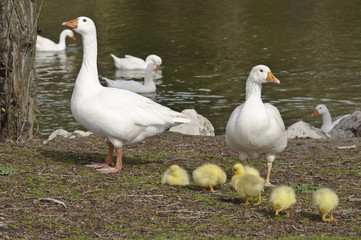 Familia de ocas