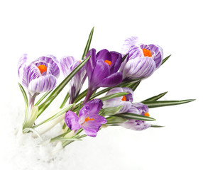 lilac crocus flower in snow