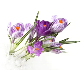 Photo sur Plexiglas Crocus lilac crocus flower in snow