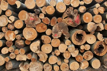 Möbelaufkleber woodpile, logging, lumber © Michal Novotny