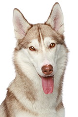 Siberian Husky dog. Close-up portrait