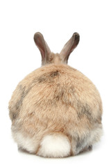 Rabbit (rear view) - 31065980