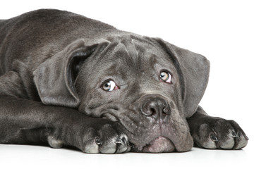 Cane corso puppy lying on a white