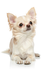 Long coat chihuahua on a white background