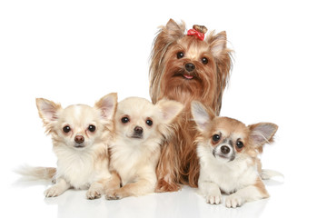 Long coat chihuahua and Yorkshire terrier