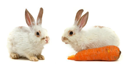 White small rabbit