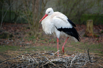 White Stork full size