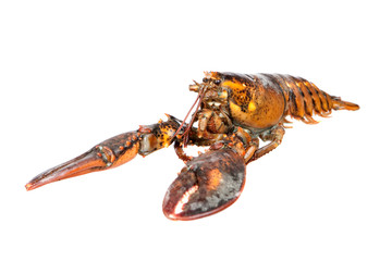 Nice piece of lobster