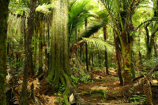 Fototapeta Trees in tropical jungle forest