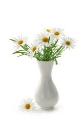 Daisies in vase