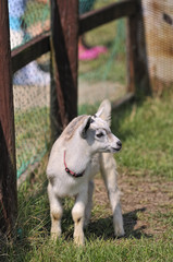子ヤギのポートレート