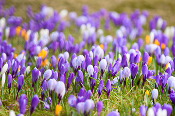 Mixed crocuses growing happily in the grass