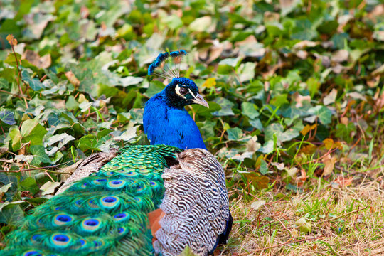 Peacock interested in treats on the ivy