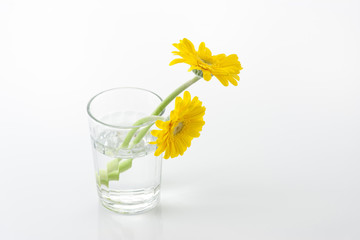 コップの中のガーベラ