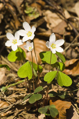 Blühender Klee im Wald