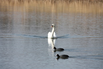Ente auf dem Wasser