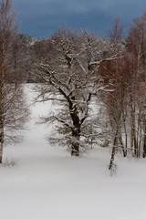 Winter view with trees