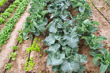 verduras y hortalizas