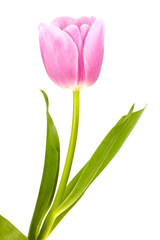 pink white tulip isolated
