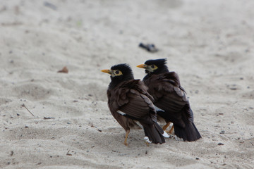 Oiseau martin triste à l'île Maurice