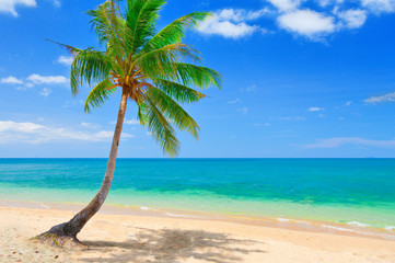 beach with coconut palm and sea