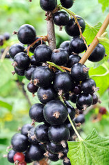 black currant