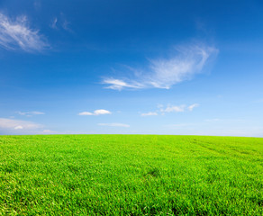 Obraz na płótnie Canvas Green field under blue cloudy sky