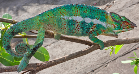 caméléon vert sur une branche