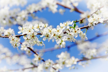 cherry blossom flower