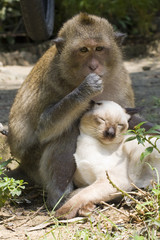 Monkey hugging cat