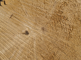 texture of wooden pine  log