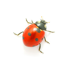 Ladybug  on the white