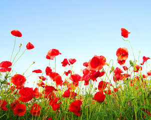 Obraz premium red poppies