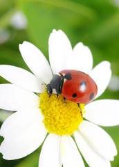 ladybug © Alekss