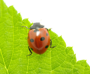 ladybug