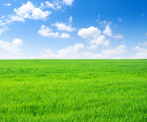 Fototapeta premium field
