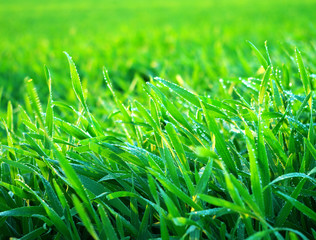 background green lawn