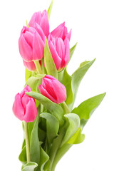Bouquet of pink tulips isolated on a white background
