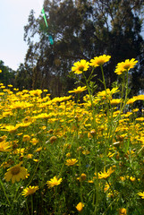 yellow flowers