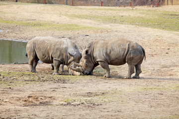 Obraz premium couple of rhinos fighting