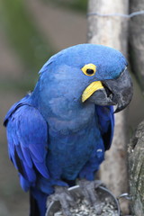 Ara hyacinthe, Anodorhynchus hyacinthinus