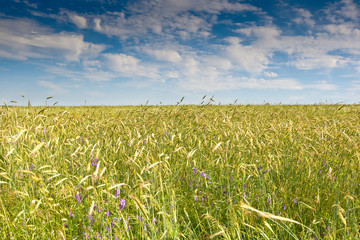 Green grass under blue bright sky