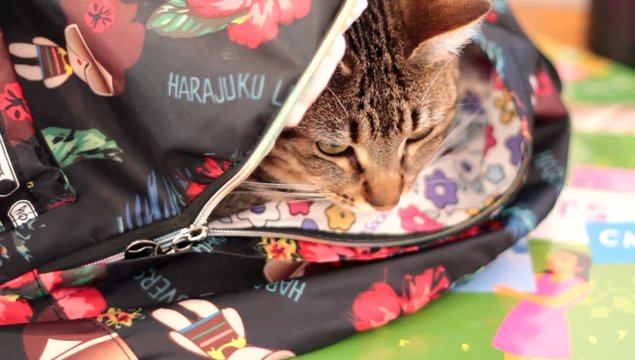 chat cach&eacute; dans un sac