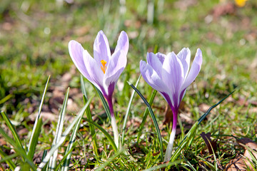 purple Dutch spring crocus flowers