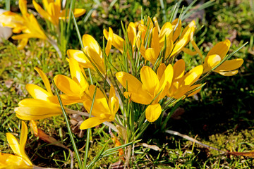yellow Dutch spring crocus flowers